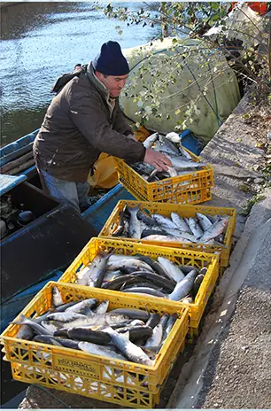 Un pescador amb caixes de peix a la barca