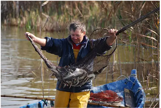 Un pescador mostra un mornell des de la barca